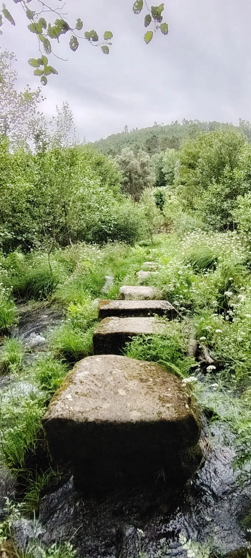 Caminho de pedra antigo entre vegetação no Alvão